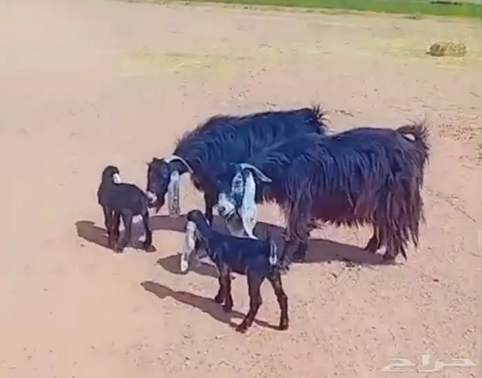 2 معزا مواليد ( تم البيع ) 1