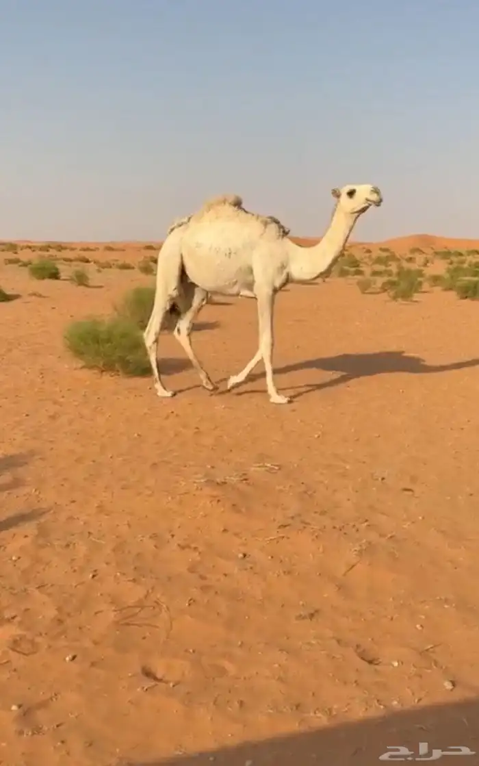 قعود باتلي مفرود 1