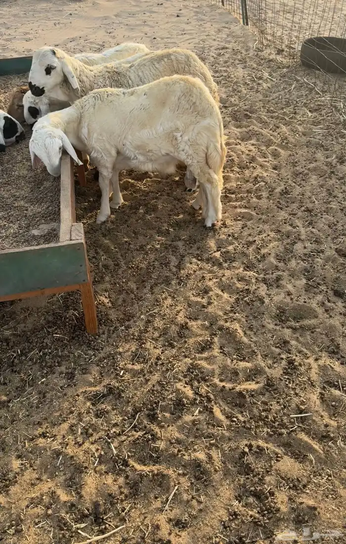 ذبايح سواكني مرابي 2