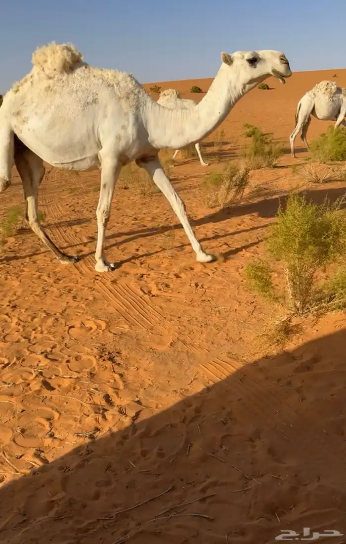 للبيع بكره رمانيه 0
