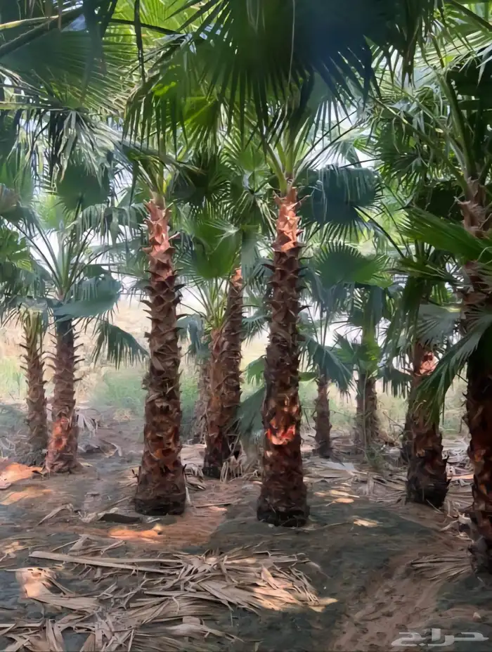 نخل عربي نخل واشنطني زيتون معمر 1