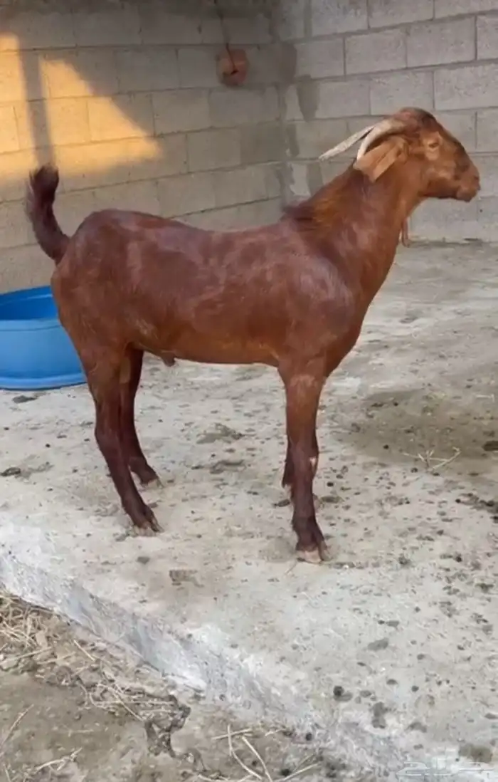 مشروع فحل مطور 3