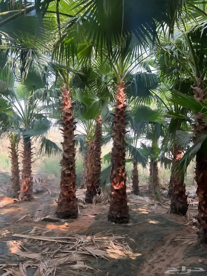 نخل عربي نخل واشنطني زيتون معمر 7