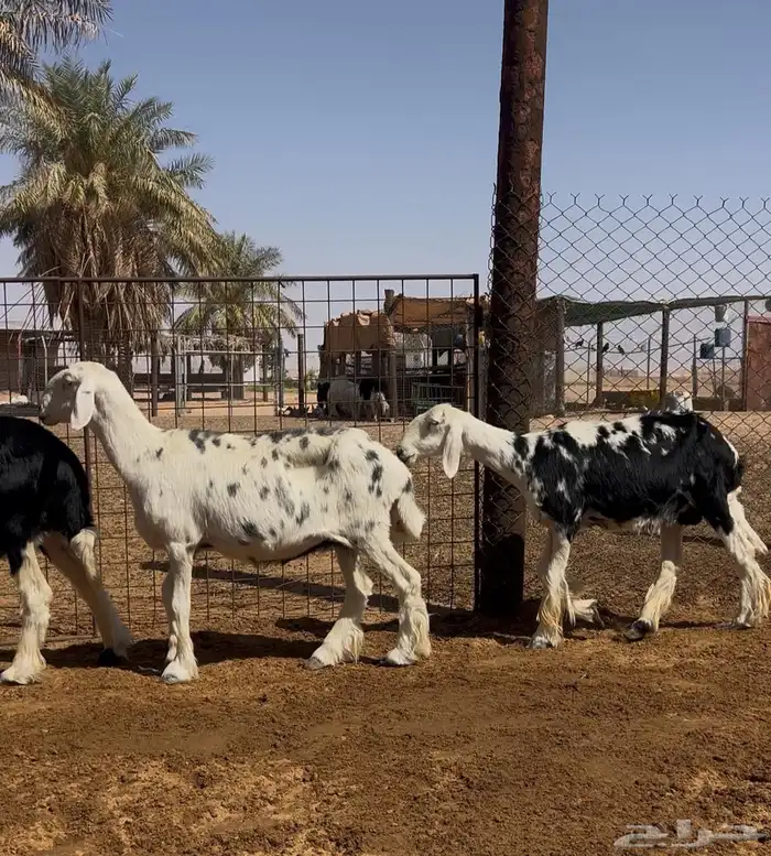 شياه نجد 2