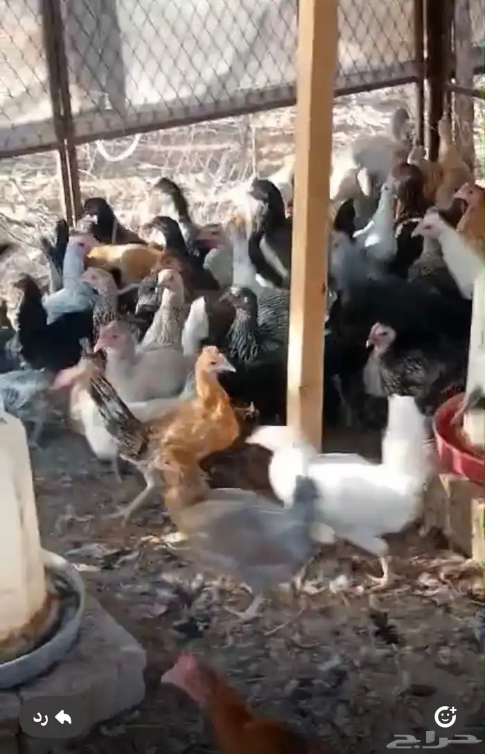 دجاج بشاير و بياض 3