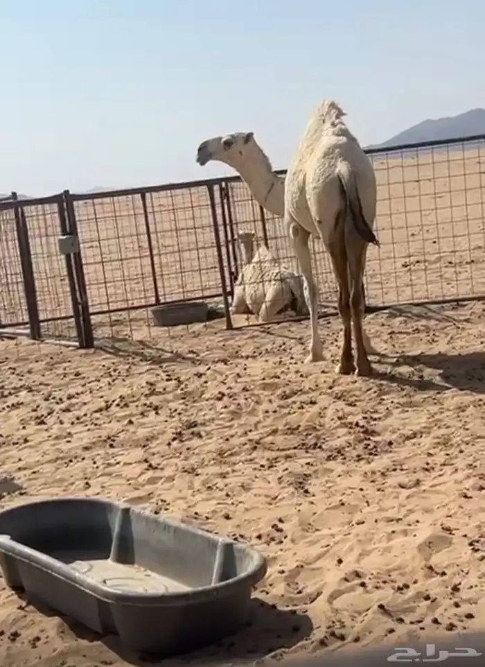 بكره لقيه كفو 1