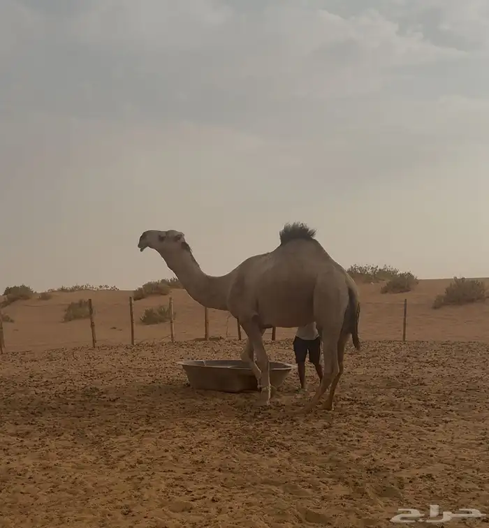 للبيع بعير باتلي احمر كفو 0