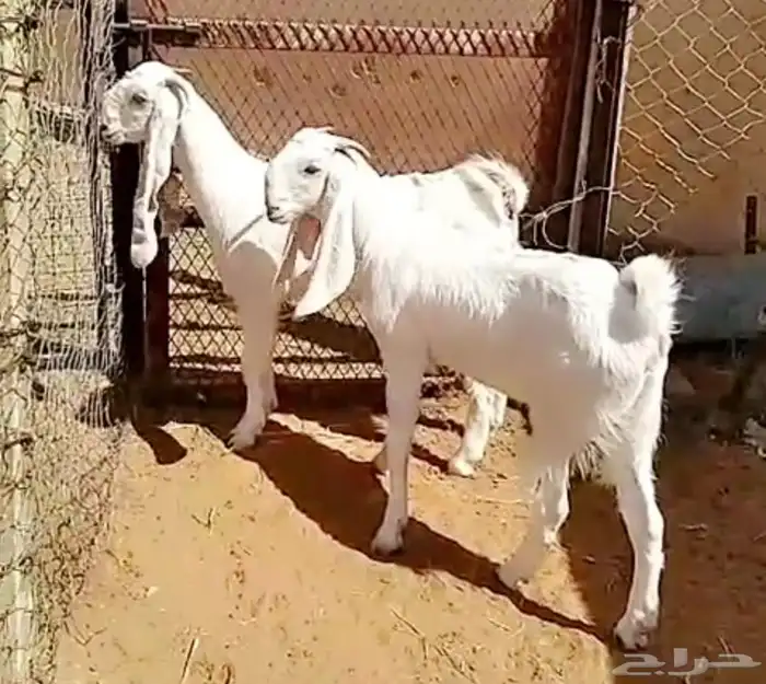 جفار جذعات 0