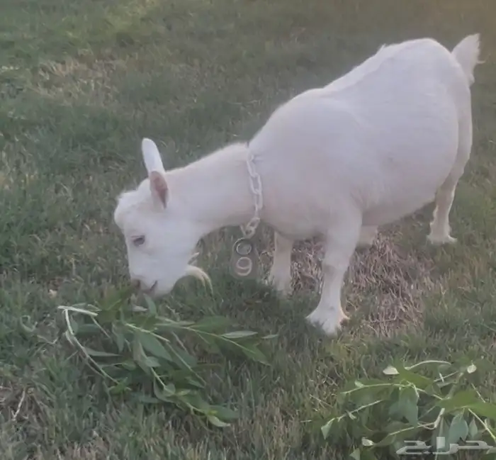 ماعز قزم للبيع 0