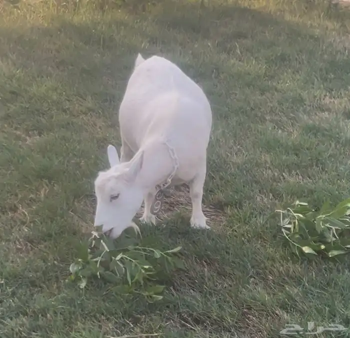 ماعز قزم للبيع 1