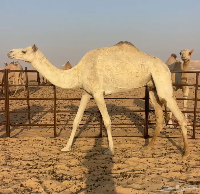 هجن سودانيه طيبه جاهز للظراب 0