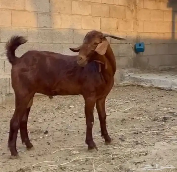مشروع فحل مطور 0