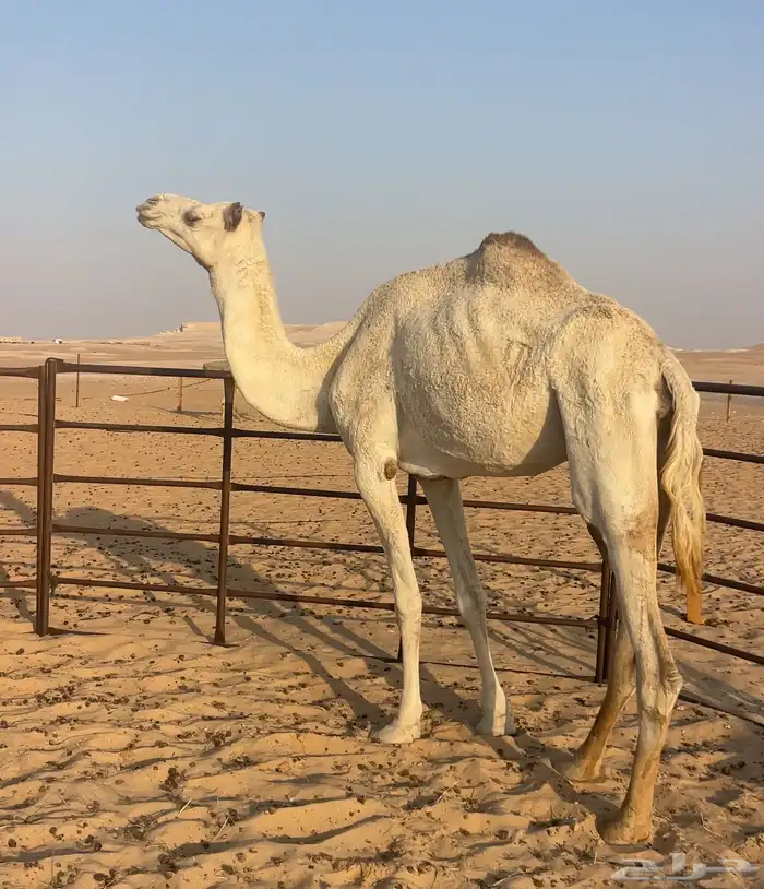 هجن سودانيه طيبه جاهز للظراب 1