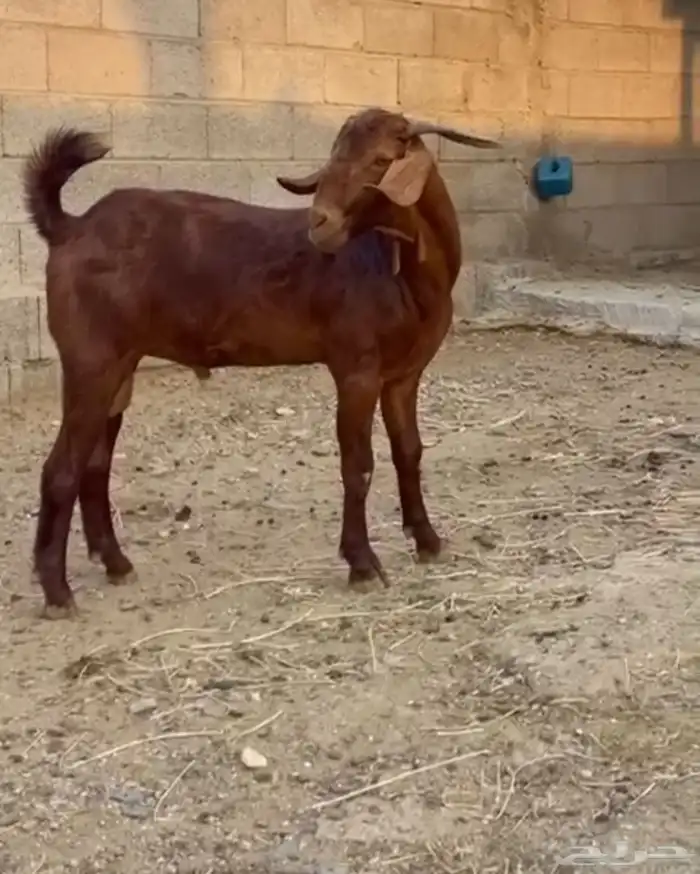 مشروع فحل مطور 4