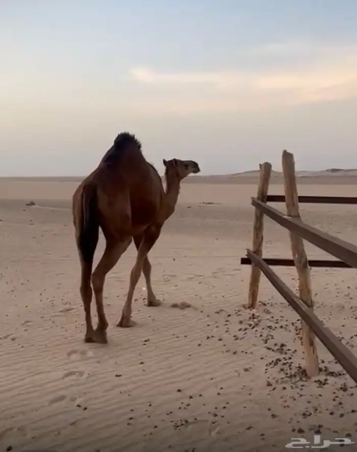 بكره ساحليه حمراء دم للبيع 0