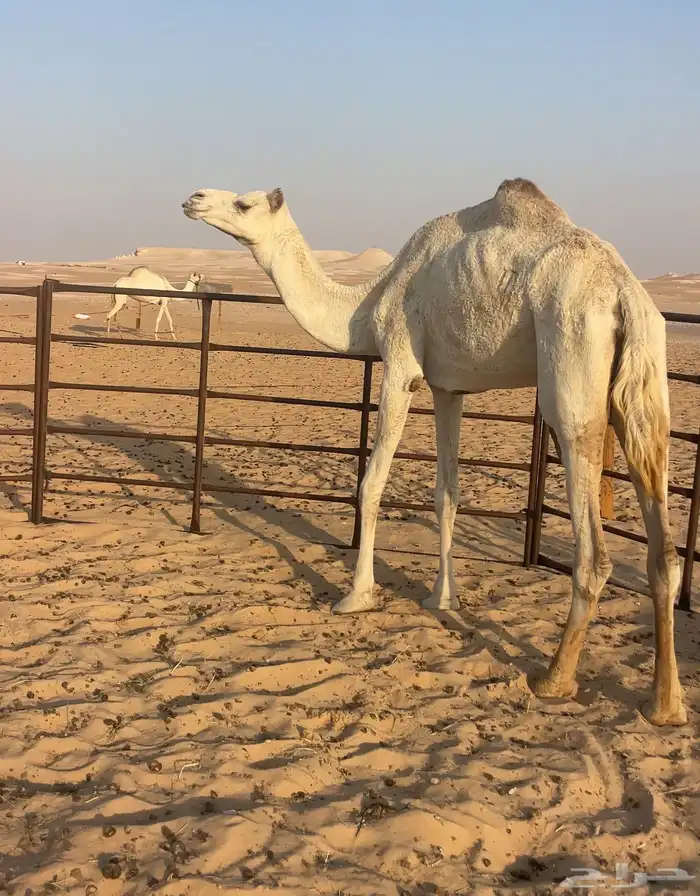 هجن سودانيه طيبه جاهز للظراب 2