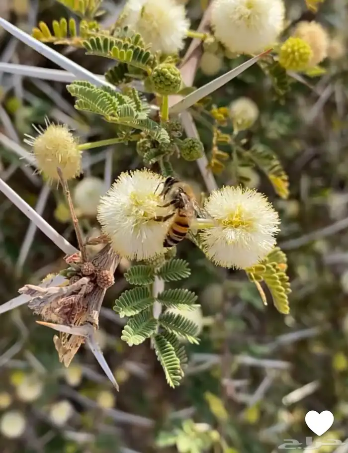 عسل طلحة 0
