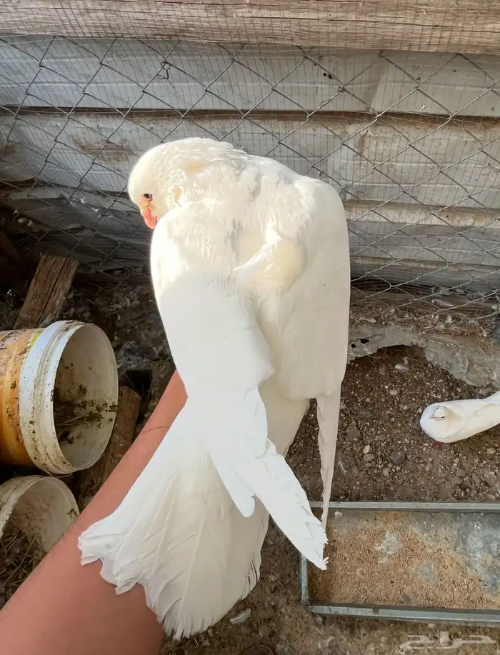 حمار فرنسي سوبر جابو 4