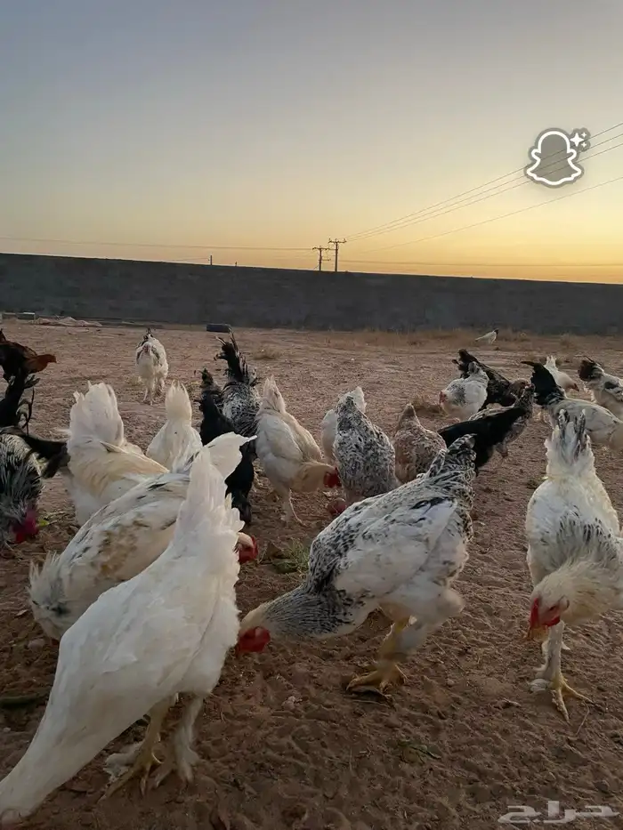 دجاج براهما وعربي 1
