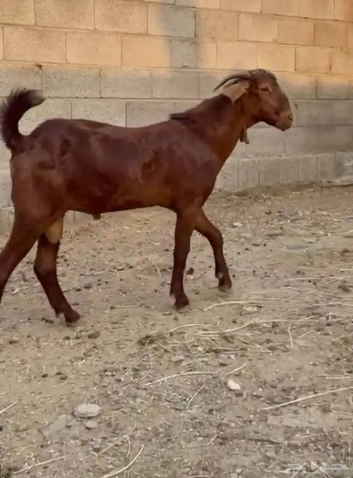 مشروع فحل مطور 2