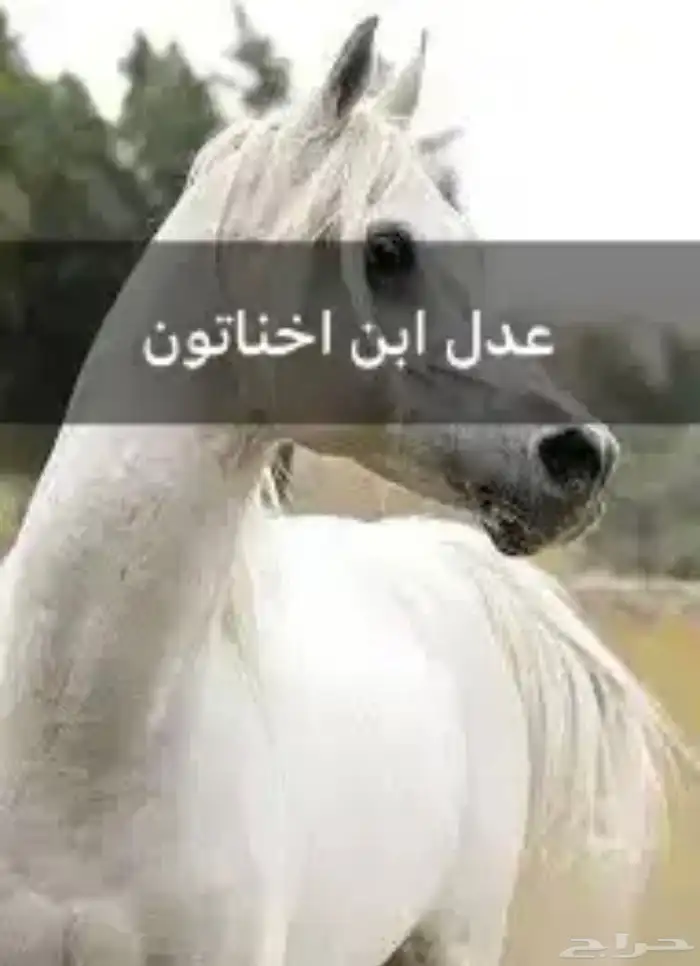 حصان واهو 7