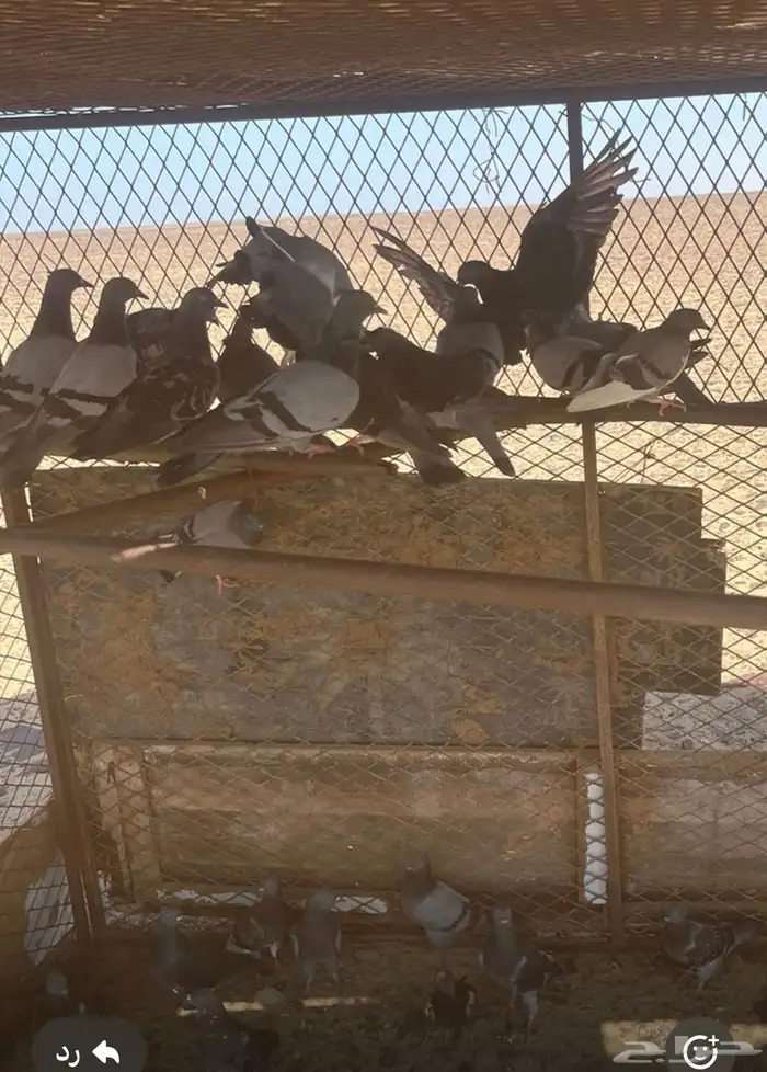 حمام للبيع 0
