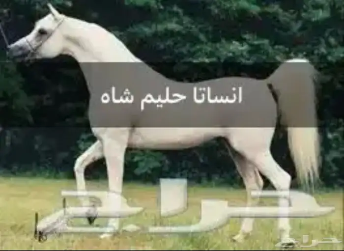 حصان واهو 5