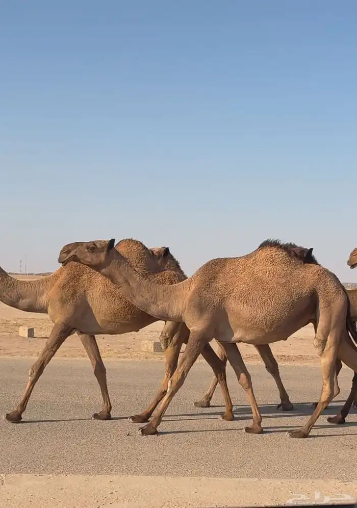 لقحه جذعه ملاقي 2