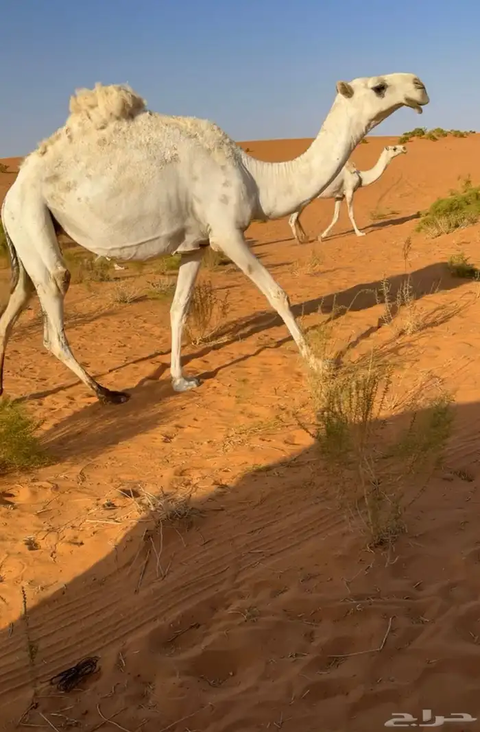 للبيع بكره رمانيه 2