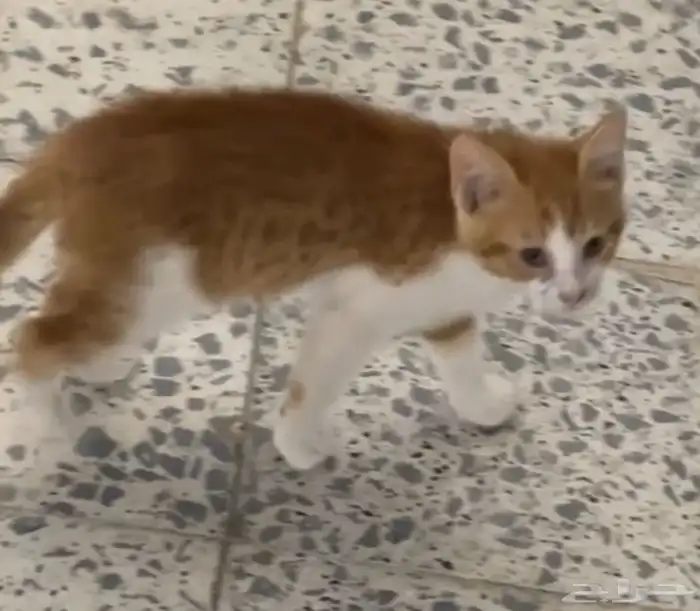 قطط تبني 5
