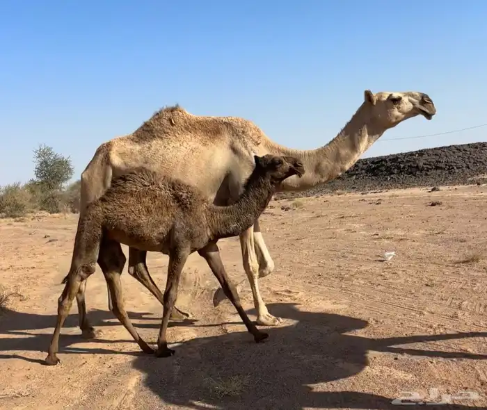 عشرا شقحاء طيبه 5