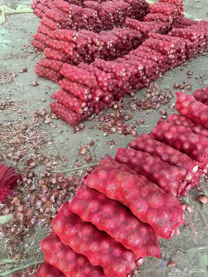 بصل بذور يمنيه كيس وسط 0