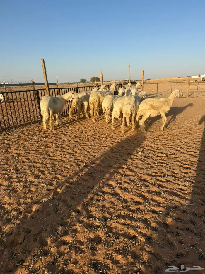 شياه نجد عيس 3