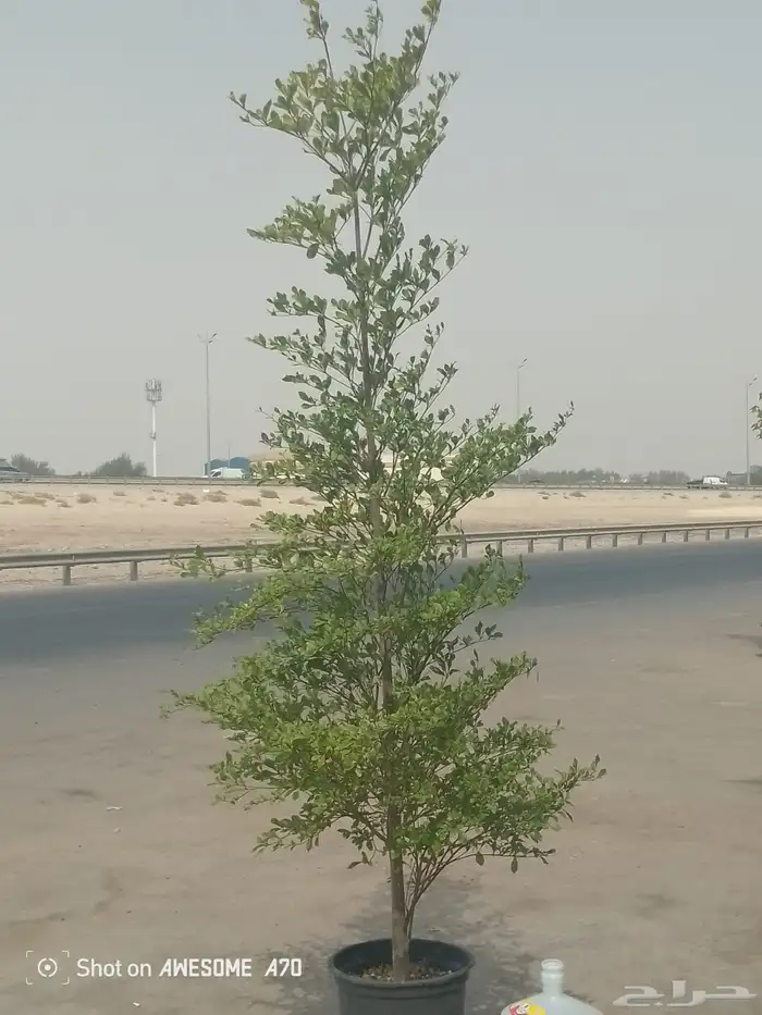 تنسيق الحدائق المنزلية 30