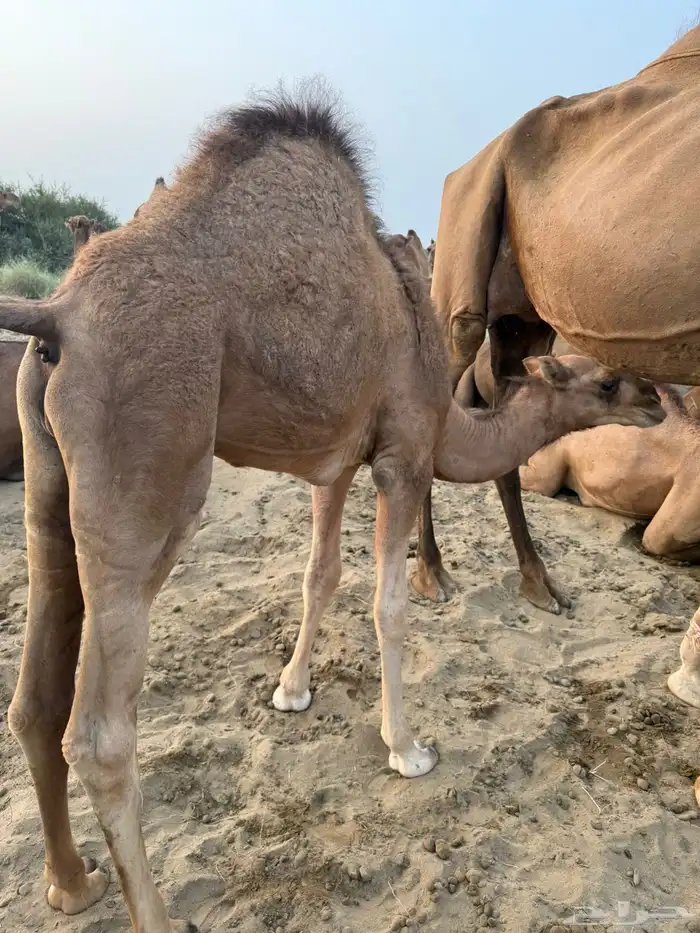 قعود لباني هل الحليب قريب من الدرب 0