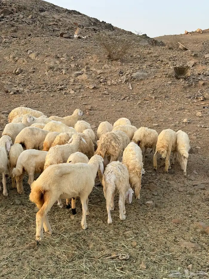 طليان ورخال حرية 2