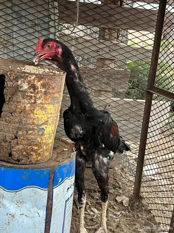 شامو المني 0