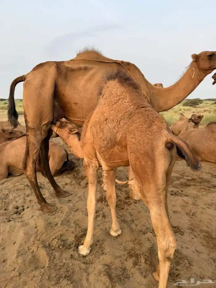 قعود لباني هل الحليب قريب من الدرب 3