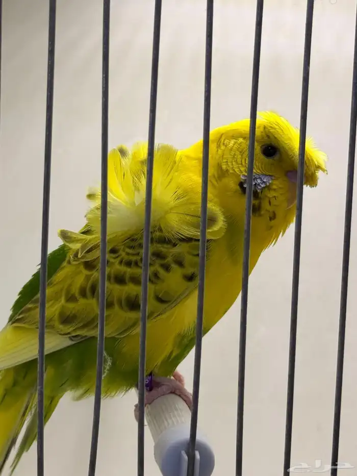 سلام عليكم للبيع جوز باجي انجليزي وذكر باجي هوقو منتج 3