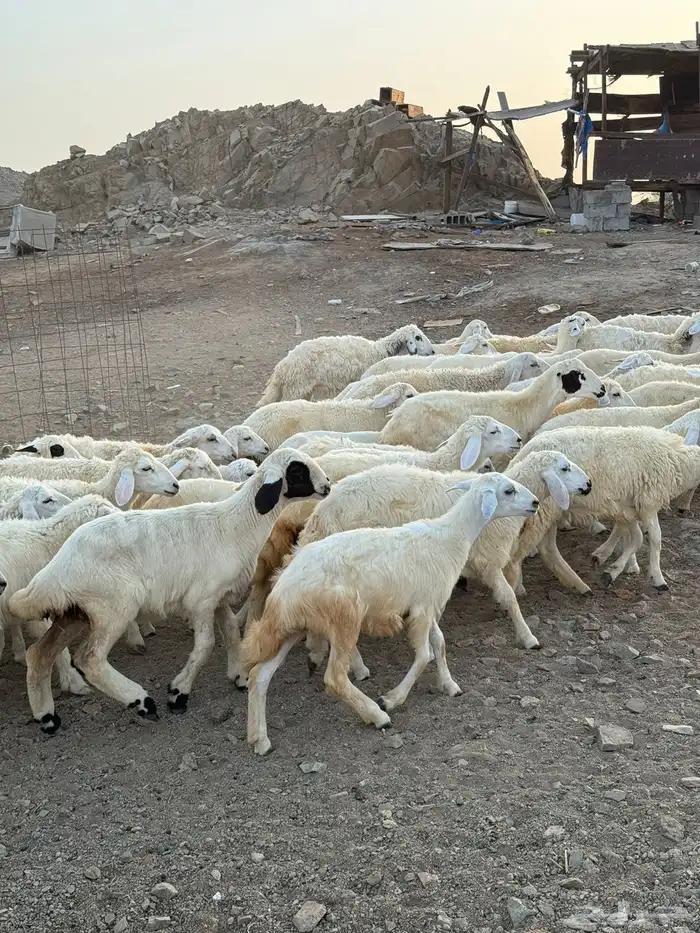 طليان ورخال حرية 0