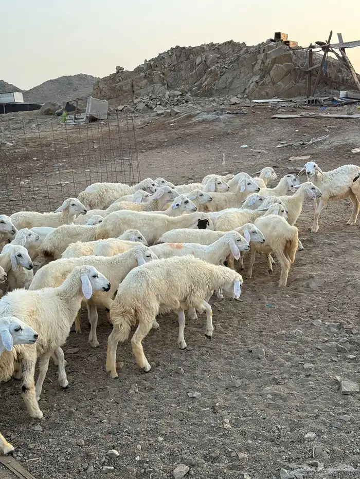 طليان ورخال حرية 4