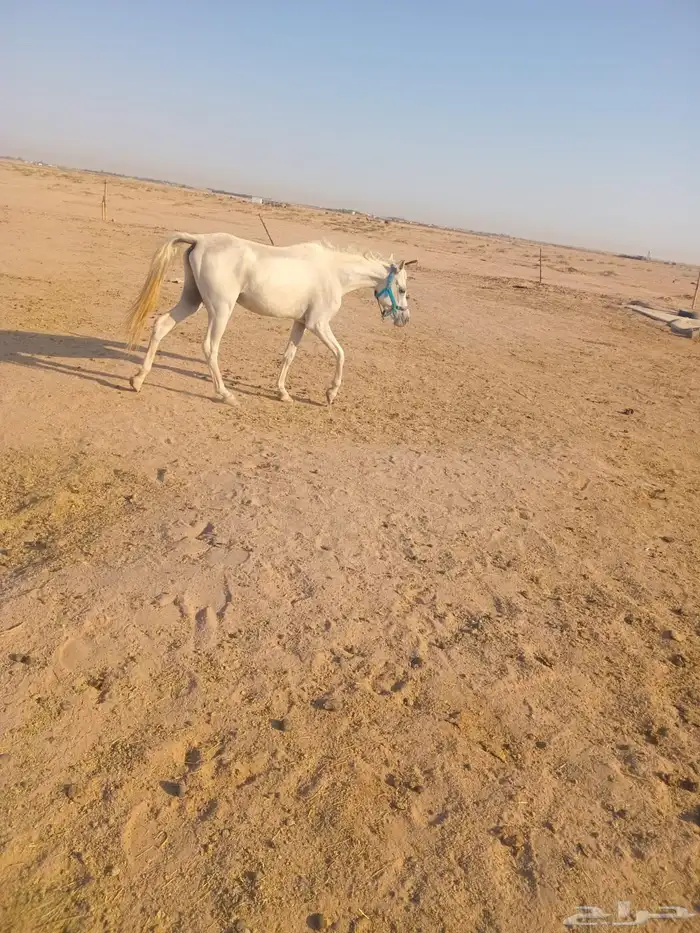 حصان 0