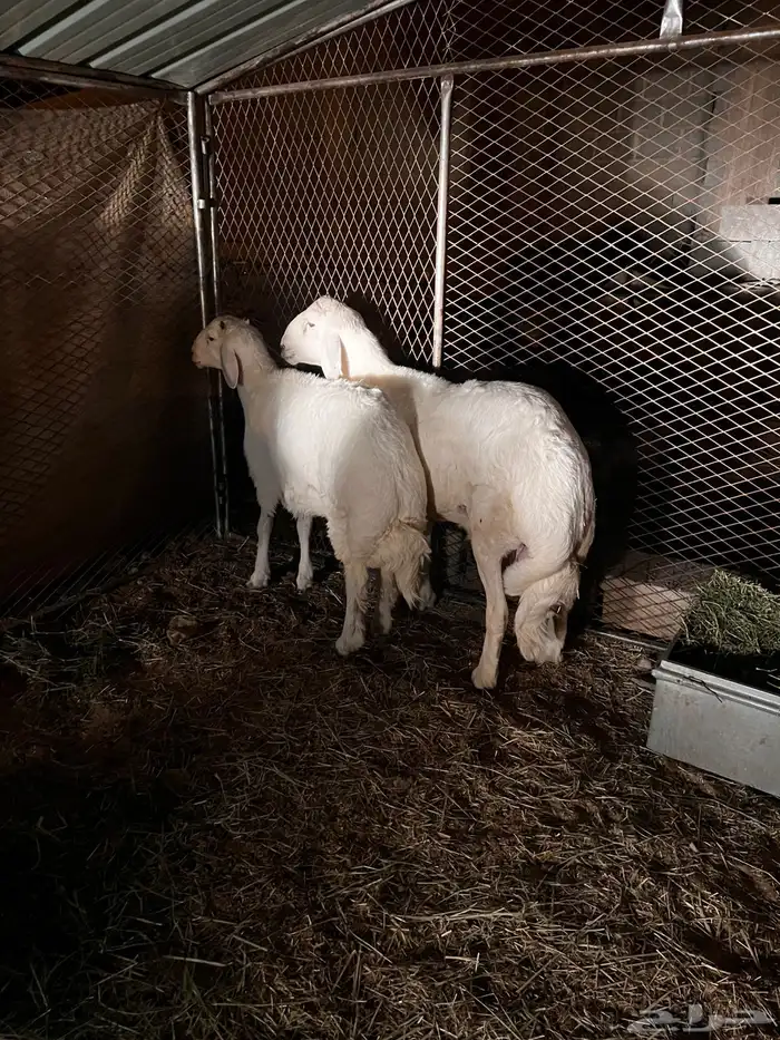 للبيع طليان جذعان نظيفه شرط 1