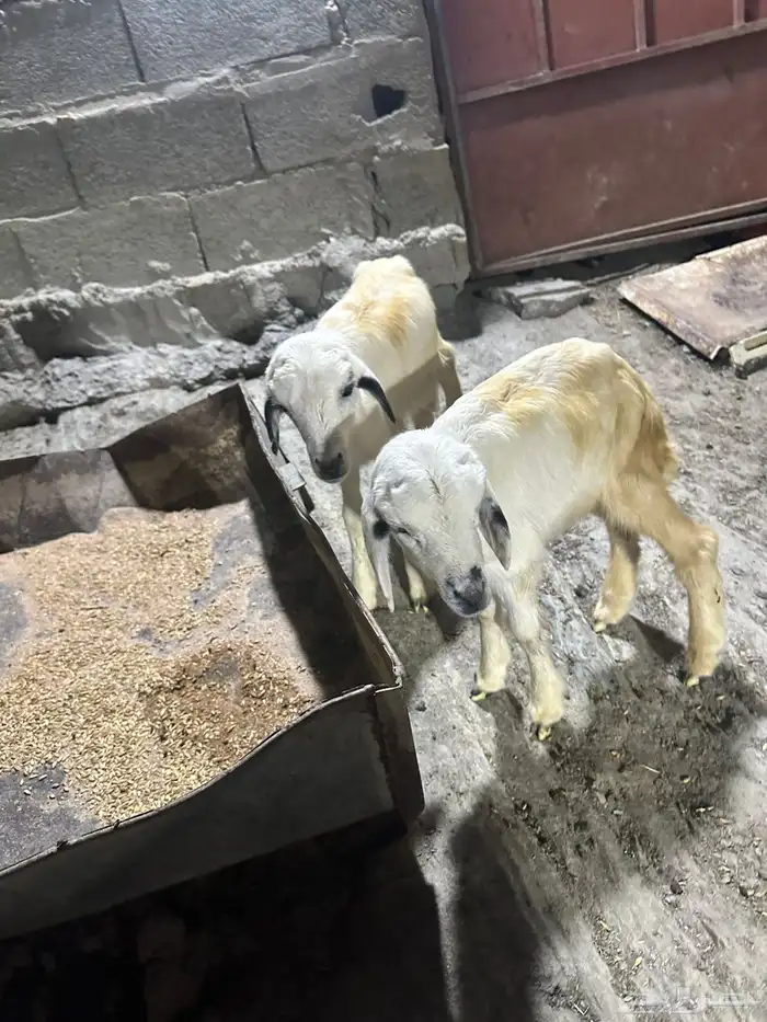 فران 0