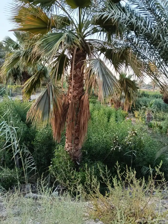 تنسيق الحدائق المنزلية 0