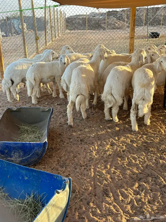 ذبايح نعيمي ذبائح حري خرفان سواكن 5