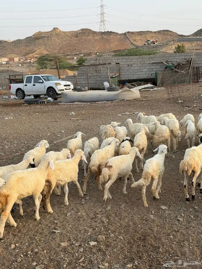 طليان ورخال حرية 1