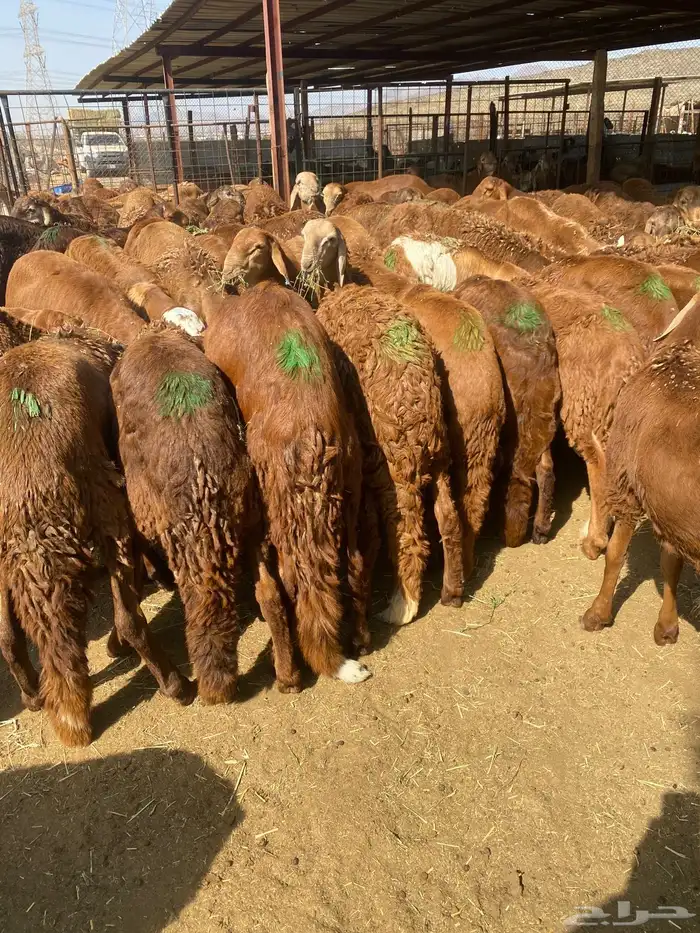 طليان سواكن 1