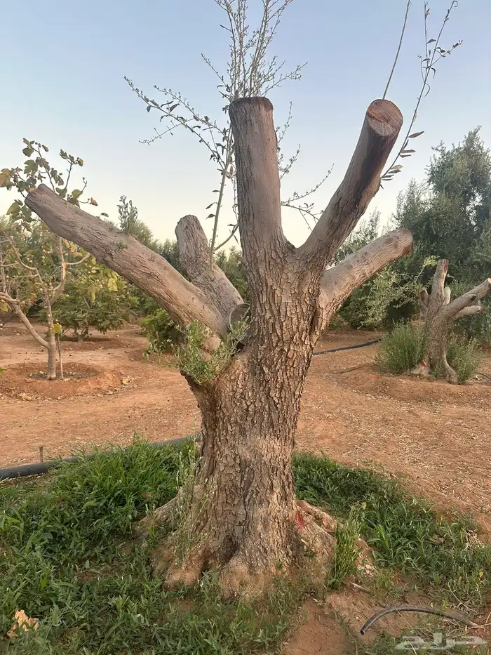 نخل عربي نخل واشنطني زيتون معمر 2