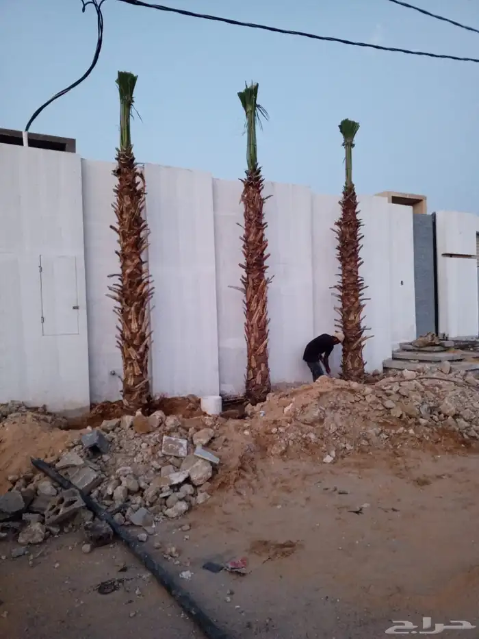 نخل عربي نخل واشنطني زيتون معمر 5